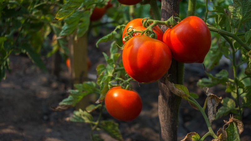 Pied bot Mishka tomate charnu et très savoureux: revues et techniques agrotechniques pour augmenter le rendement