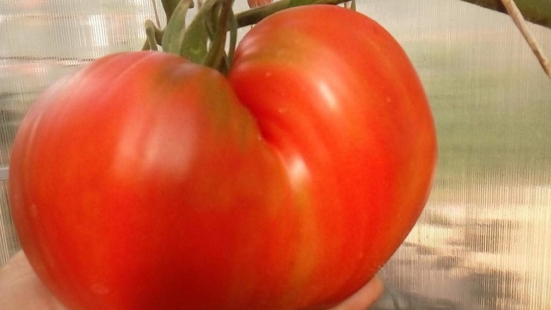 Fleshy and very tasty tomato Mishka clubfoot: reviews and agrotechnical techniques to increase the yield