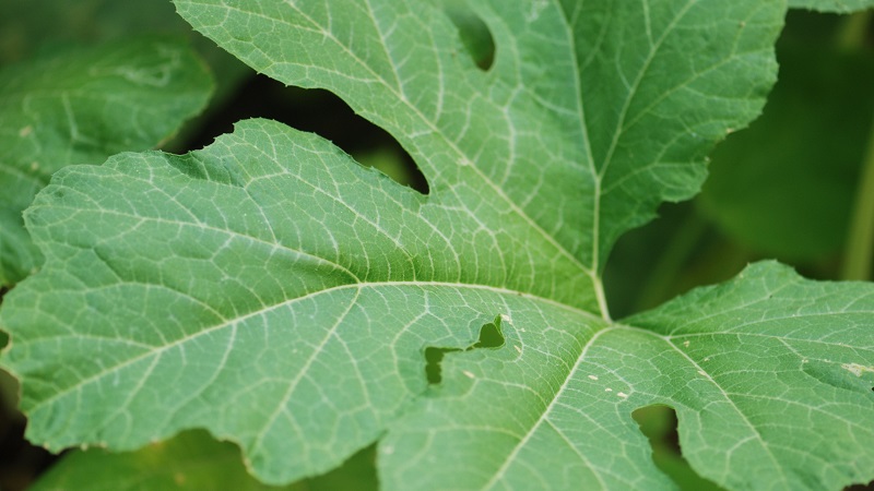 Metodi tradizionali di trattamento con foglie di zucca: come usarle nella lotta contro le malattie