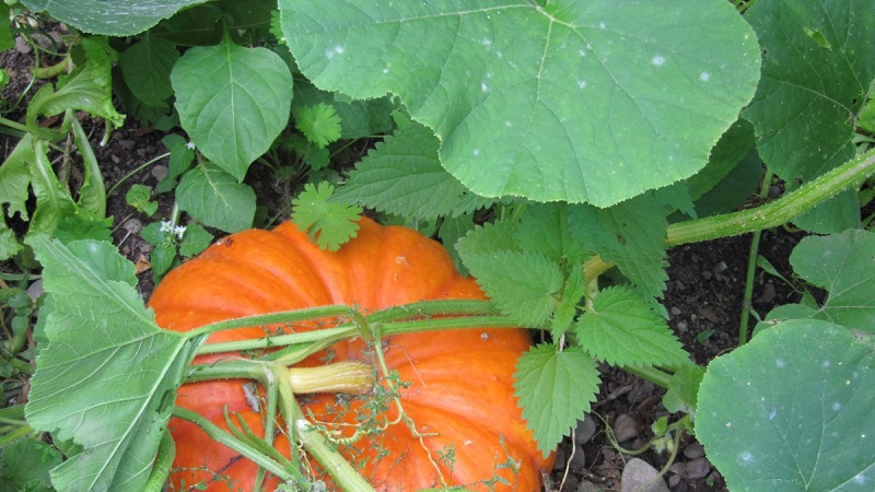 Traditional methods of treatment with pumpkin leaves: how to use them in the fight against diseases