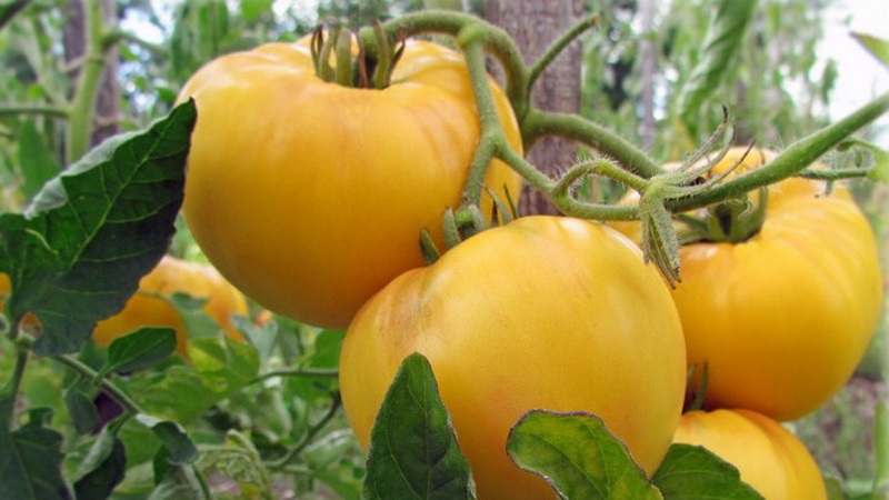 Được đặt tên vì sự cao lớn của nó, Con hươu cao cổ cà chua khác thường
