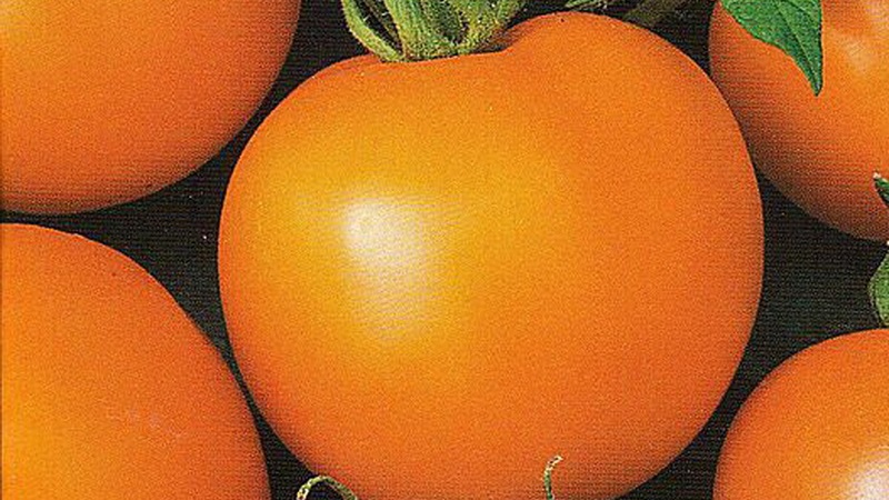 Được đặt tên vì sự cao lớn của nó, Con hươu cao cổ cà chua khác thường