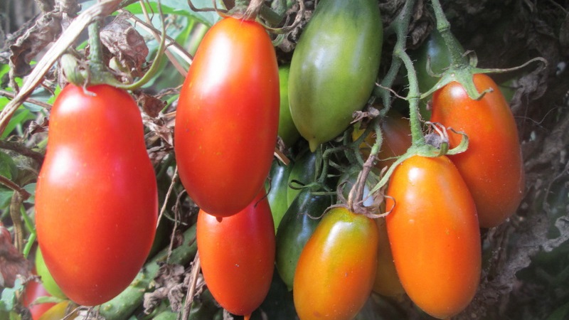 Bakımda kaprisli olmayan ve Fransız salkım domates turşusu için ideal: bakımın çeşitliliği ve nüanslarına genel bakış