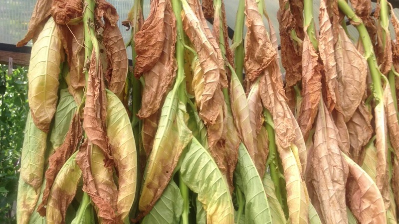 Madaling pag-aalaga malambot na oriental na tabako Oriental