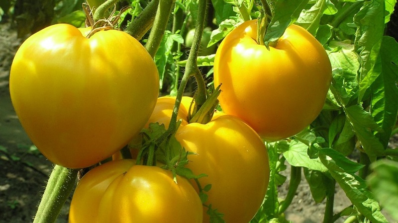The newest promising variety that you will like is the tomato King of Siberia: photos and distinctive features