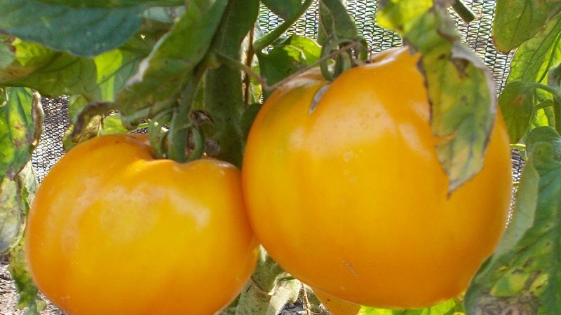 The newest promising variety that you will like is the tomato King of Siberia: photos and distinctive features