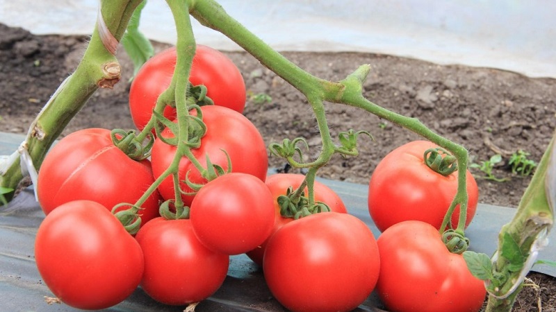 Uma nova variedade que conseguiu conquistar o coração dos moradores do verão - o tomate Big Mom e os segredos do cultivo de grandes frutas
