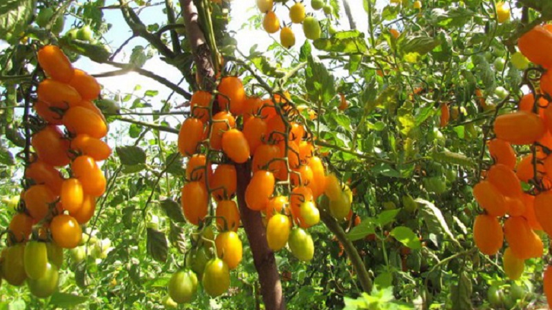 Adoré par les enfants et les adultes, un hybride de serre lumineux au goût fruité - Tomate Dattes jaunes