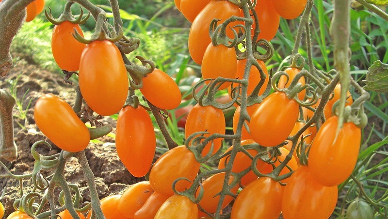 Được trẻ em và người lớn yêu thích, một loại cây lai trong nhà kính tươi sáng với hương vị trái cây - Tomato Date vàng