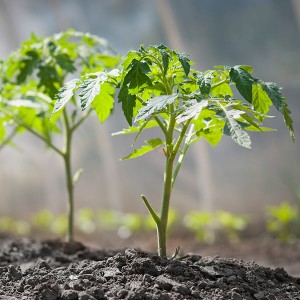 Geheimen van ervaren zomerbewoners - tomaten sproeien met jodium: het doel van de verwerking en een stapsgewijze handleiding voor de implementatie ervan
