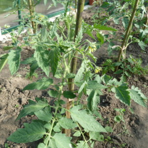 Chúng tôi sửa cách chăm sóc cà chua: tại sao cà chua không nở hoa trong nhà kính cách giúp cây ra bụi đúng cách