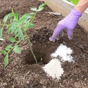 Vi korrigerar vården av tomater: varför tomater inte blommar i växthuset hur man hjälper buskarna ordentligt