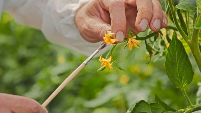 Domateslerin bakımını düzeltiriz: neden domatesler serada çiçek açmaz, çalılara nasıl yardımcı olunur?