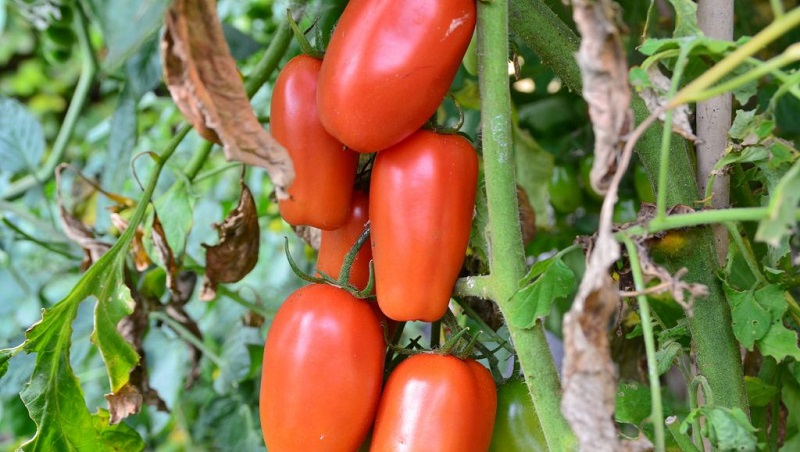 Pourquoi les jardiniers aiment tant la délicatesse de la tomate et comment la cultiver sur leur site, après avoir reçu une récolte abondante