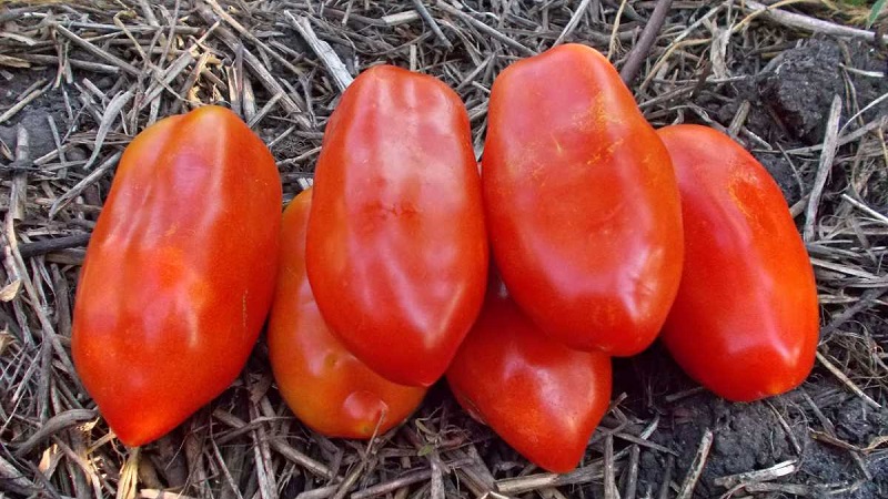Pourquoi les jardiniers aiment tant la délicatesse de la tomate et comment la cultiver sur leur site, après avoir reçu une récolte abondante