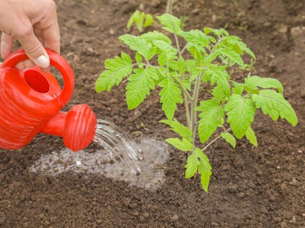Jednostavna pravila za rekordni prinos rajčice - hranjenje rajčice ureom: zašto je to potrebno i kako to učiniti