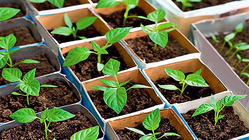 Acemi sebze yetiştiricileri için evde biber fidesi yetiştirmek için adım adım talimatlar