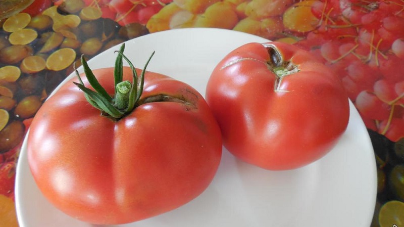 Una guía para cultivar un tomate bogatyr ruso en campo abierto o invernadero para jardineros principiantes