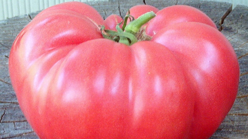 Poradnik dotyczący uprawy rosyjskiego pomidora bogatyra na otwartym polu lub w szklarni dla początkujących ogrodników