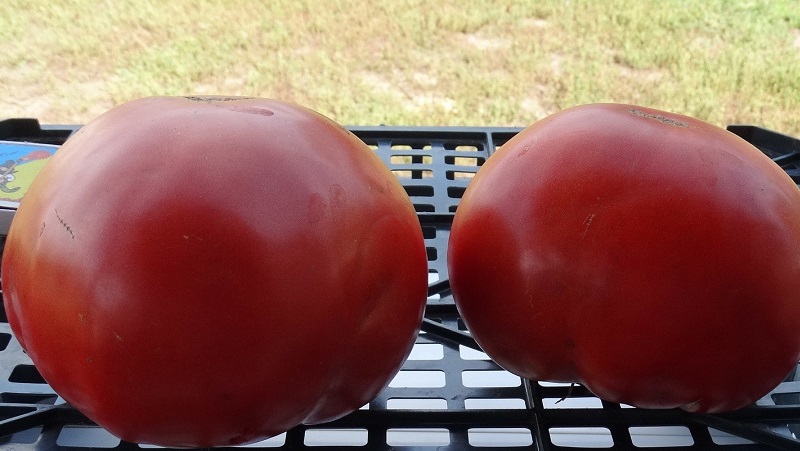 Opas venäläisen bogatyr-tomaatin viljelyyn aloituspuutarhureille avoimella kentällä tai kasvihuoneessa