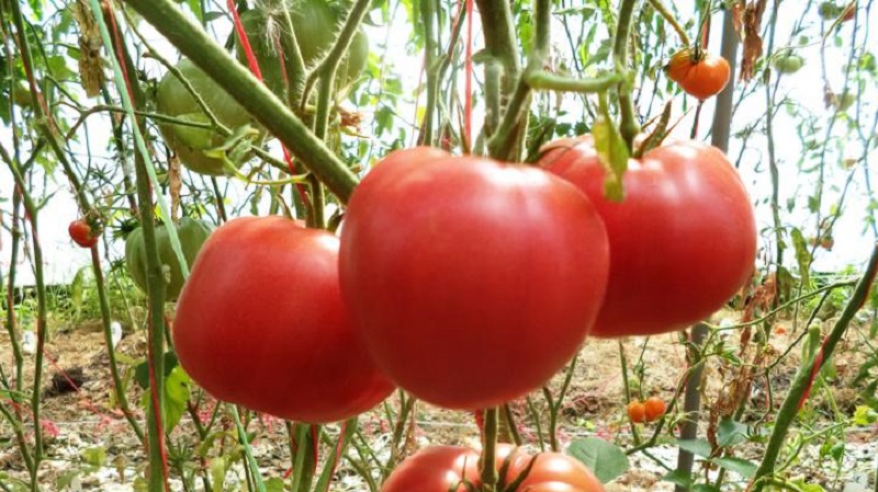 Un ghid pentru creșterea unei roșii bogatyr rusești într-un câmp deschis sau o seră pentru grădinarii începători