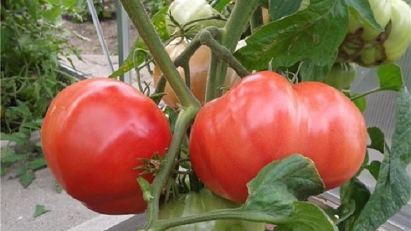 Una guía para cultivar un tomate bogatyr ruso en campo abierto o en invernadero para jardineros principiantes