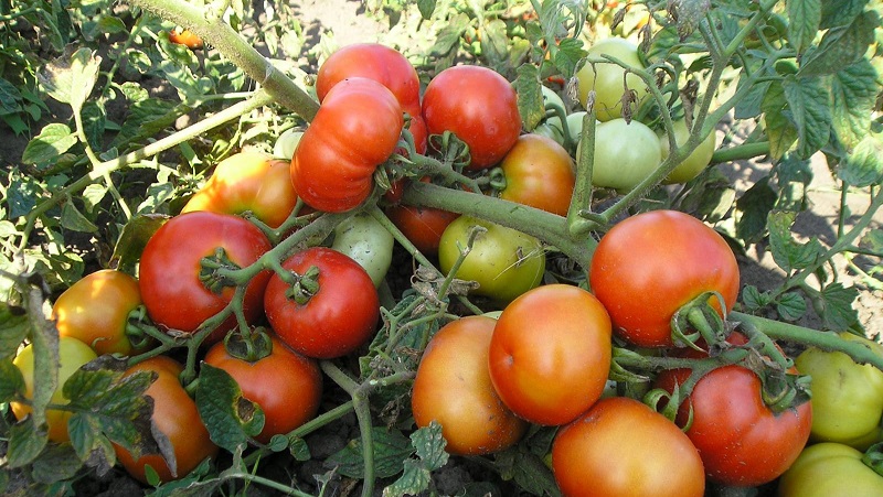 Rusiškų pomidorų pomidorų auginimo atvirame lauke ar šiltnamyje pradedantiesiems sodininkams vadovas
