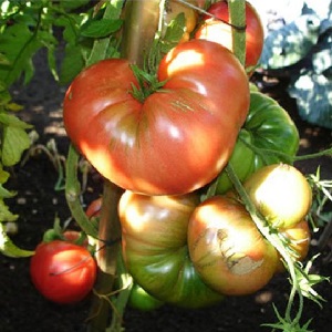 Hướng dẫn trồng cà chua bogatyr của Nga trên cánh đồng trống hoặc nhà kính cho người mới bắt đầu làm vườn