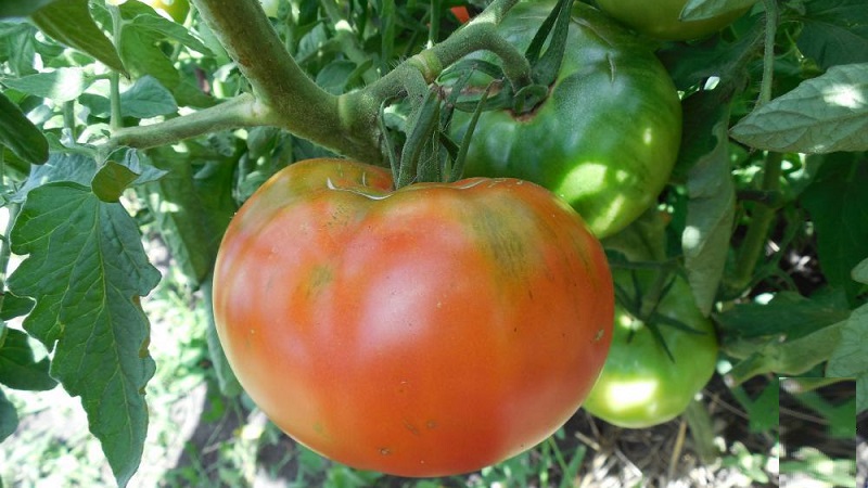 Opas venäläisen bogatyr-tomaatin viljelyyn aloituspuutarhureille avoimella kentällä tai kasvihuoneessa