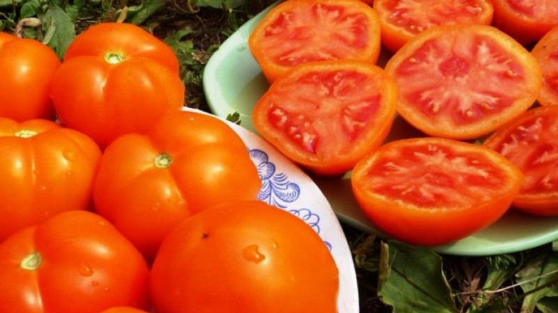 En sevdiğiniz çeşit, Greyfurt domatesidir: iri, bakımda iddiasız ve inanılmaz lezzetli