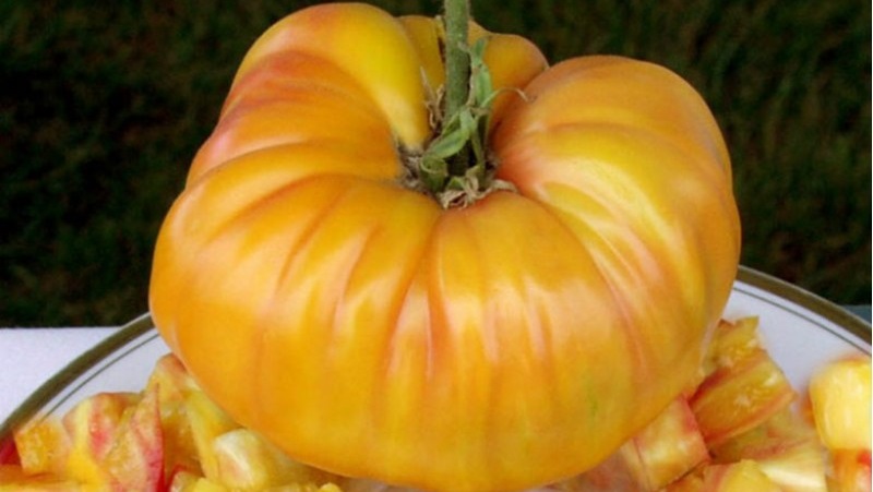 La varietà che diventerà la tua preferita è il Pomodoro Pompelmo: grande, senza pretese e sorprendentemente gustoso