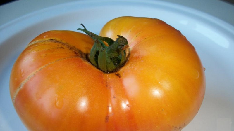 La varietat que es convertirà en la vostra preferida és el tomàquet d'aranja: gran, sense pretensions en la cura i sorprenentment saborós