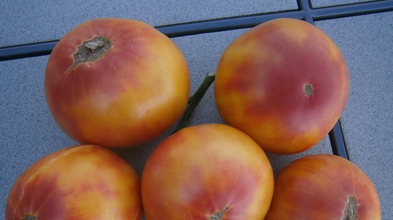 A variedade que se tornará sua favorita é o tomate Grapefruit: grande, despretensioso no cuidado e incrivelmente saboroso