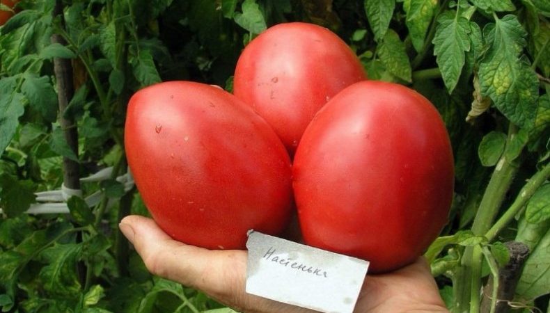 Une variété aussi bonne pour une serre que pour un terrain dégagé - la tomate Nastenka et sa méthode de culture