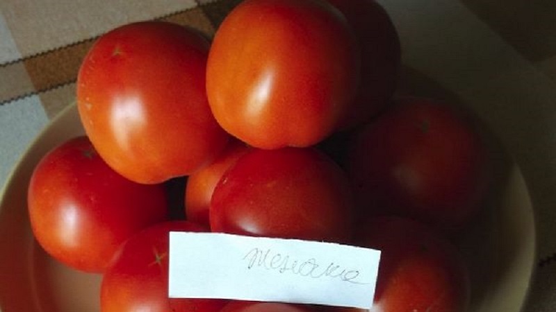 Super early variety with impressive yield - Zhenechka tomato: reviews, photos, growing secrets