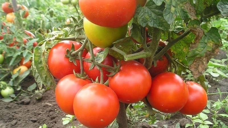 Super early variety with impressive yield - Zhenechka tomato: reviews, photos, growing secrets