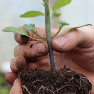 Pomodoro Afrodite f1 amato dai giardinieri di tutte le regioni del paese: recensioni, vantaggi e svantaggi della varietà