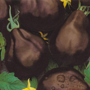 Aspecte interessant i gust agradable per als coneixedors de varietats inusuals - tomàquet de pera negra