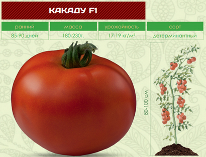 Trang trí tươi sáng trên giường của bạn - cà chua Kakadu f1: đánh giá và bí quyết thu hoạch bội thu