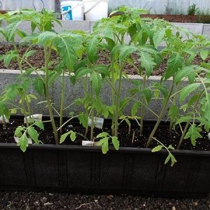 Een heldere decoratie op uw bedden - tomaat Kakadu f1: beoordelingen en geheimen van het verkrijgen van een overvloedige oogst