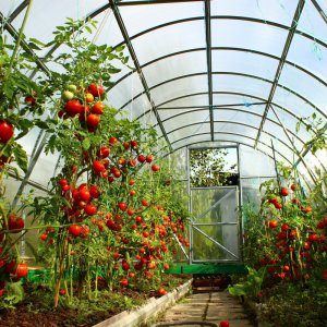 Ryški jūsų lovų puošmena - pomidoras „Kakadu f1“: gausaus derliaus apžvalgos ir paslaptys