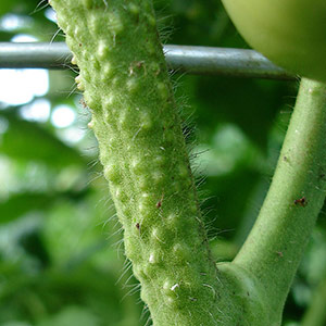 קישוט בהיר על מיטותיכם - עגבנייה Kakadu f1: ביקורות וסודות להשגת יבול שופע