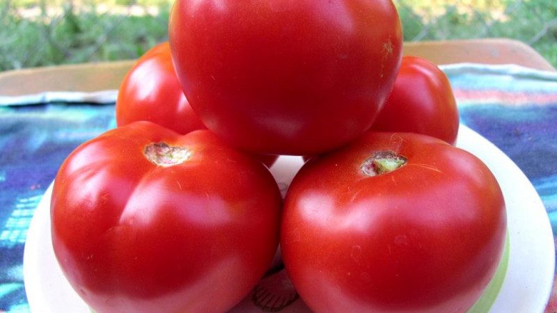 מתנה ממגדלי אוראל לאזורים עם אקלים קר - עגבניה קרסנאה גורדיה