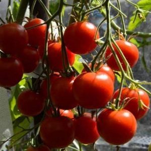 Soğuk iklime sahip bölgeler için Ural yetiştiricilerinden bir hediye - domates Krasnaya Gvardiya