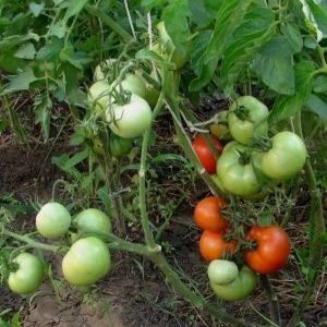 Een geschenk van de Oeral-fokkers voor regio's met een koud klimaat - tomaat Krasnaya Gvardiya