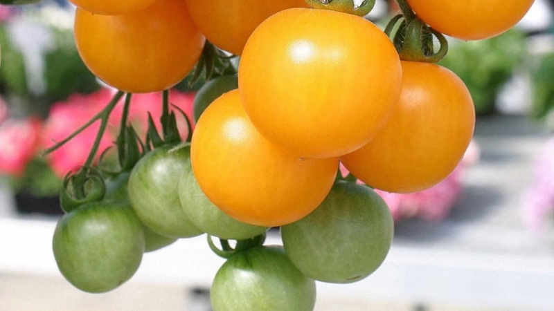 معجزة الطماطم البرتقالية هي اكتشاف حقيقي لأي مقيم في الصيف