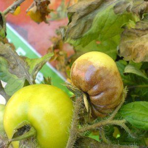 Tomat med enorma frukter, bevisade i årtionden - Rysk storlek F1