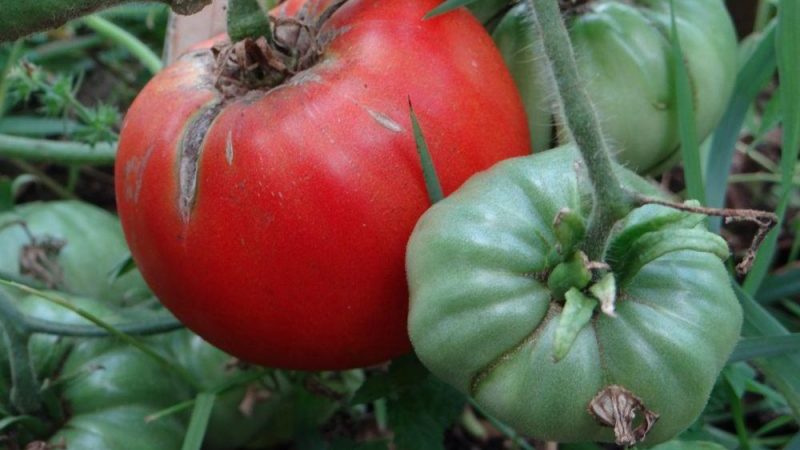 Zbieramy 5-6 kg pomidorów z krzaka, hodując pomidora Cukrowego olbrzyma