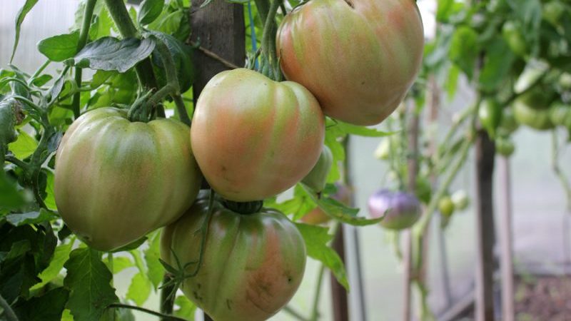 Nous collectons 5-6 kg de tomates dans un buisson, faisant pousser un géant du sucre de tomate
