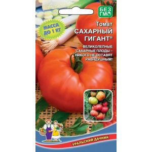 Vi samlar 5-6 kg tomater från en buske och odlar en tomatsockerjätt